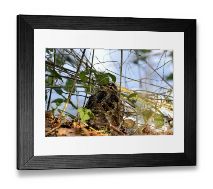 Framed Print : Eurasian Woodcock (Scolopax rusticola) Norfolk winter Framed Print : Eurasian Woodcock (Scolopax rusticola) Norfolk winter