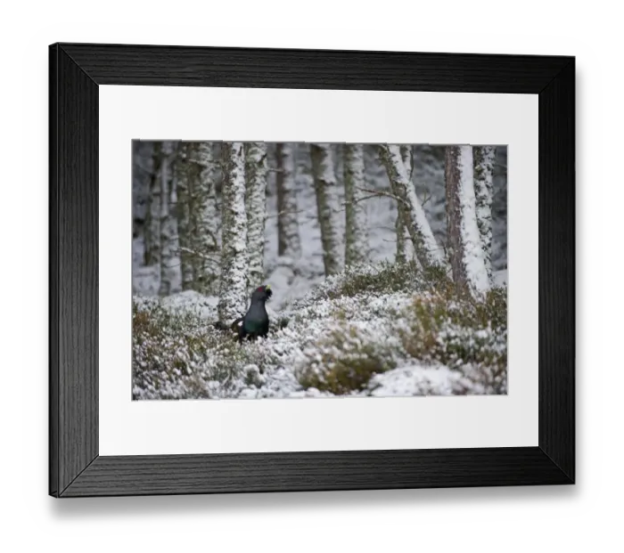 Framed Print : Capercailie Tetrao urogallus male in winter Highlands Scotland February Framed Print : Capercailie Tetrao urogallus male in winter Highlands Scotland February