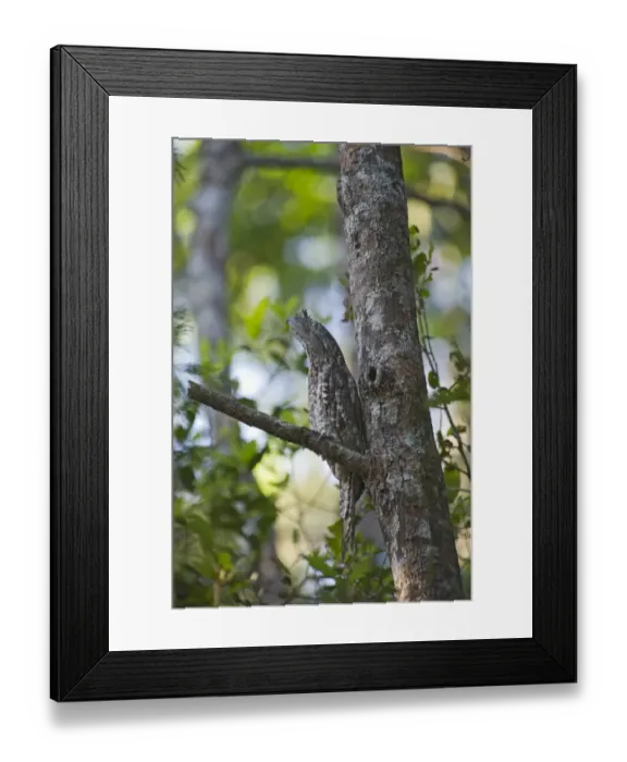 Framed Print : Papuan Frogmouth Podargus papuensis at day time roost Varirata NP Papua New Guinea Framed Print : Papuan Frogmouth Podargus papuensis at day time roost Varirata NP Papua New Guinea