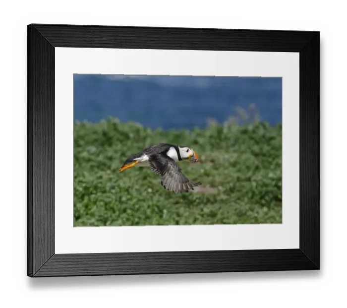 Framed Print : Puffin Fratercula arctica Inner Farne Farne Islands Northumberland July
