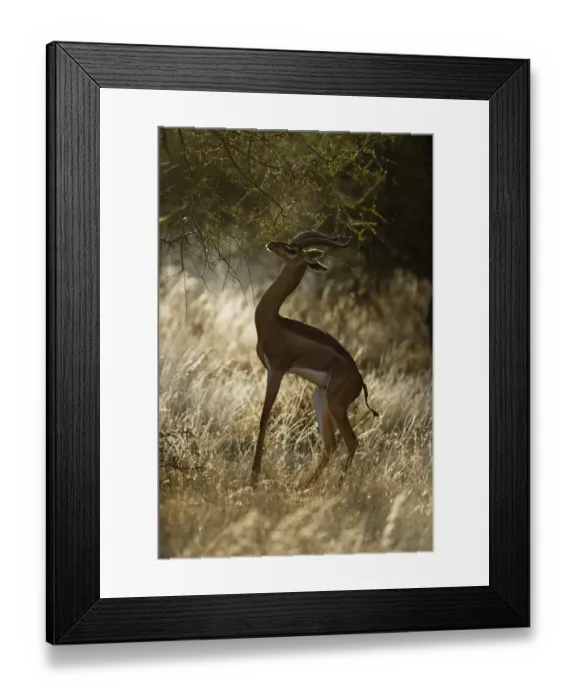 Framed Print : Gerenuk Litocranius walleri male Samburu Kenya Framed Print : Gerenuk Litocranius walleri male Samburu Kenya