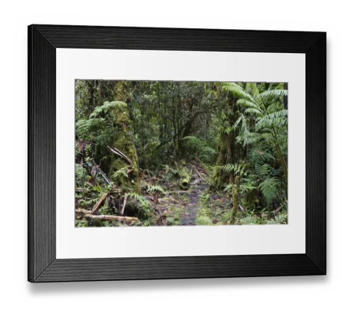Framed Print : Montane Rainforest around Mt Hagen in Western Highlands of Papua New Guinea Framed Print : Montane Rainforest around Mt Hagen in Western Highlands of Papua New Guinea