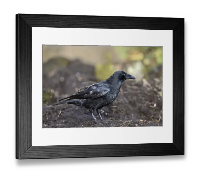 Framed Print : Carrion Crow Corvus corone Norfolk November Framed Print : Carrion Crow Corvus corone Norfolk November