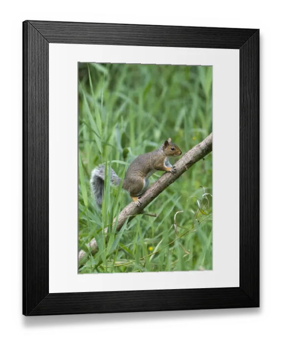 Framed Print : 004402 Framed Print : 004402