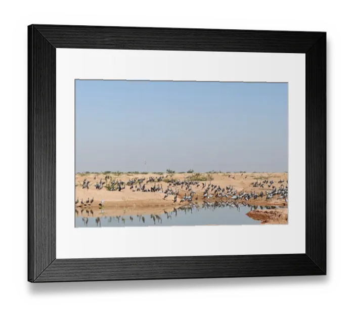 Framed Print : Demoiselle Cranes Anthropoides virgo at Kichan in Thar Desert Rajasthan India November Framed Print : Demoiselle Cranes Anthropoides virgo at Kichan in Thar Desert Rajasthan India November