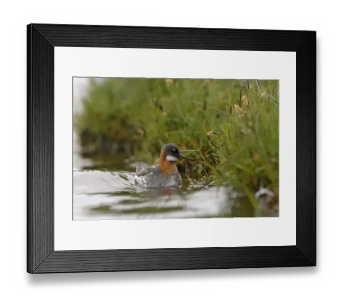 Framed Print : Red-necked Phalarope Phalaropus lobatus female on Loch Funzie Fetlar Shetland June Framed Print : Red-necked Phalarope Phalaropus lobatus female on Loch Funzie Fetlar Shetland June