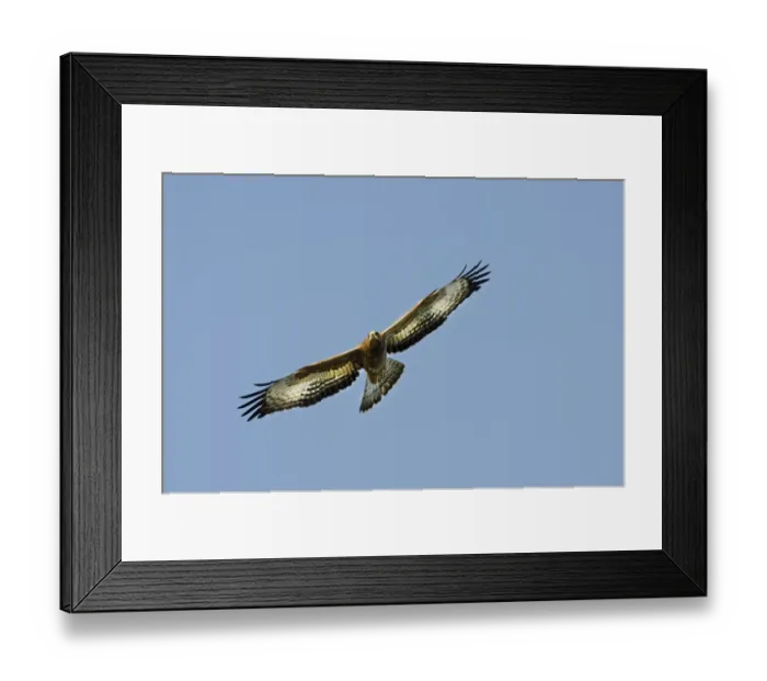 Framed Print : Honey Buzzard Apis pernivorus immature migrant Cyprus autumn Framed Print : Honey Buzzard Apis pernivorus immature migrant Cyprus autumn
