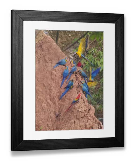 Framed Print : Blue and Yellow Macaws Ara ararauna & Scarlet Macaws Ara macao at clay lick Tambopata Framed Print : Blue and Yellow Macaws Ara ararauna & Scarlet Macaws Ara macao at clay lick Tambopata