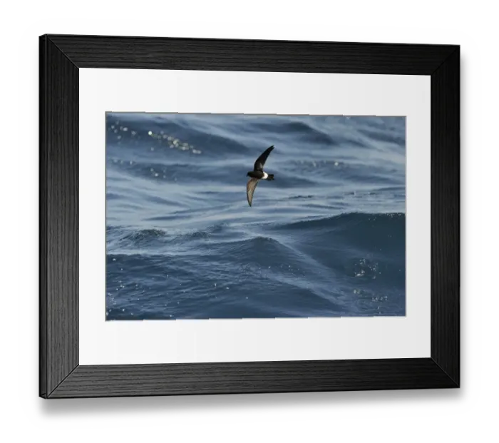 Framed Print : New Zealand Storm Petrel Oceanites maorianus Hauraki Gulf off North Island New Zealand Framed Print : New Zealand Storm Petrel Oceanites maorianus Hauraki Gulf off North Island New Zealand