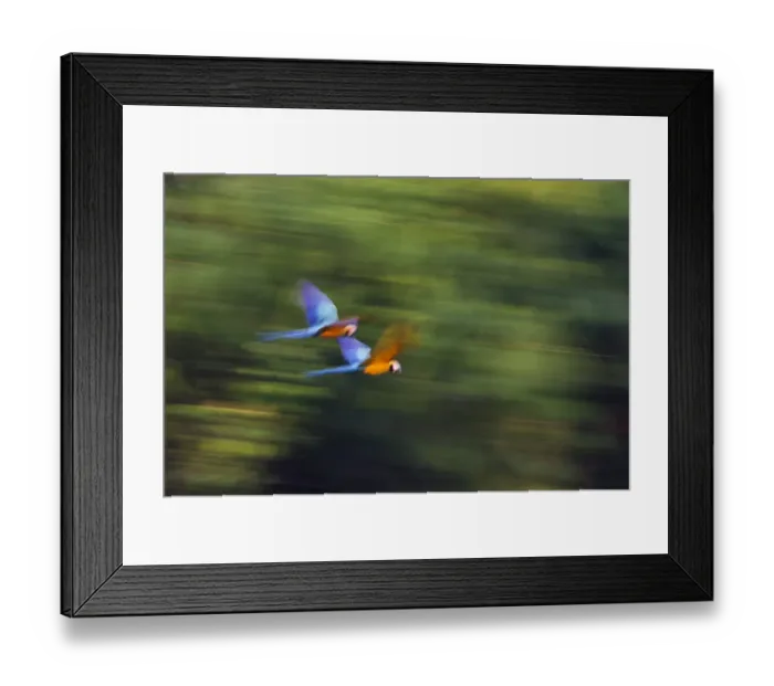 Framed Print : Blue and Yellow Macaw Ara ararauna Tambopata Amazon Peru Framed Print : Blue and Yellow Macaw Ara ararauna Tambopata Amazon Peru