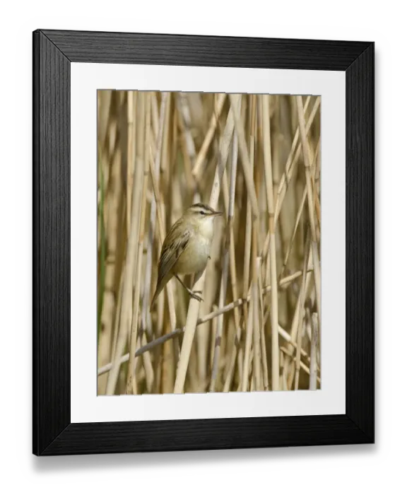 Framed Print : Sedge Warbler Acrocephalus schoenobaenus Norfolk spring Framed Print : Sedge Warbler Acrocephalus schoenobaenus Norfolk spring