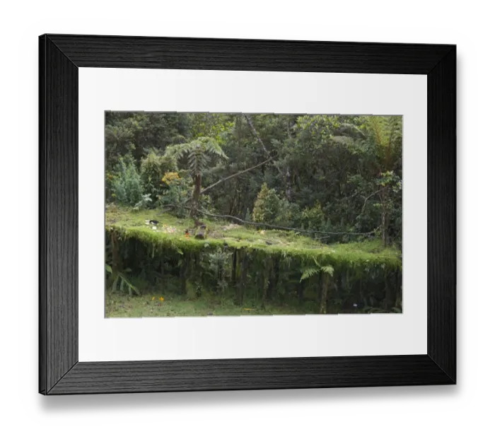Framed Print : Bird table at Kumul Lodge which attracts birds of paradise such as Brown Sicklebill Framed Print : Bird table at Kumul Lodge which attracts birds of paradise such as Brown Sicklebill