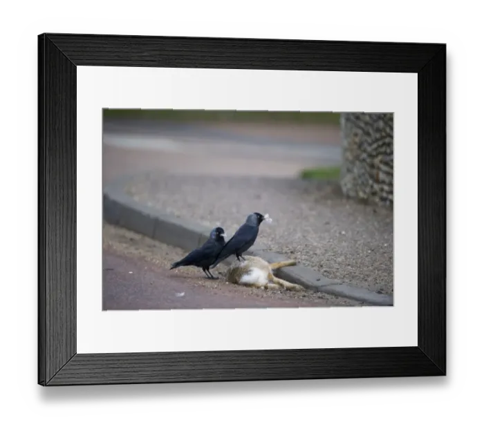 Framed Print : Jackdaw Corvus monedula plucking fur from road casualty hare to line nest Norfolk spring Framed Print : Jackdaw Corvus monedula plucking fur from road casualty hare to line nest Norfolk spring