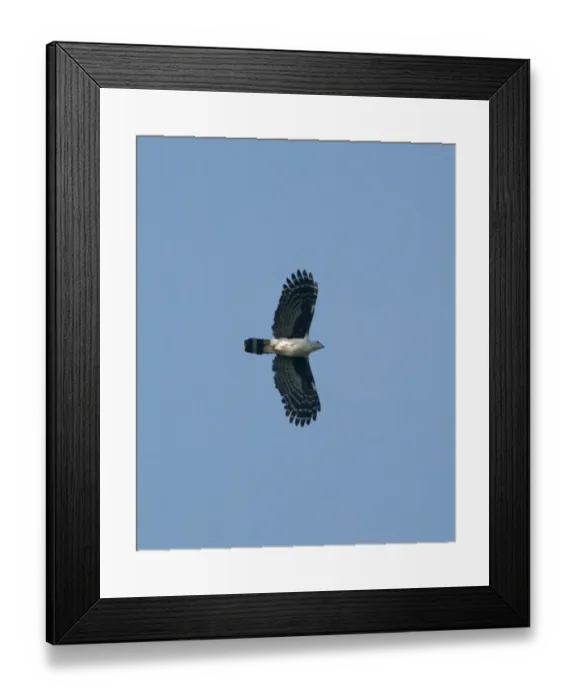 Framed Print : Grey-headed Kite Leptodon cayanensis La Selva Costa Rica