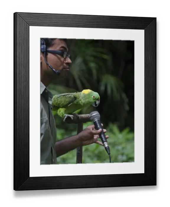 Framed Print : Amigo a Yellow-naped Amazon Parrot and the star of the Birds N Buddies Show at Jurong Framed Print : Amigo a Yellow-naped Amazon Parrot and the star of the Birds N Buddies Show at Jurong