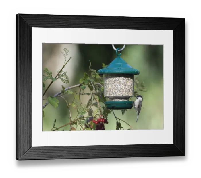 Framed Print : 005645