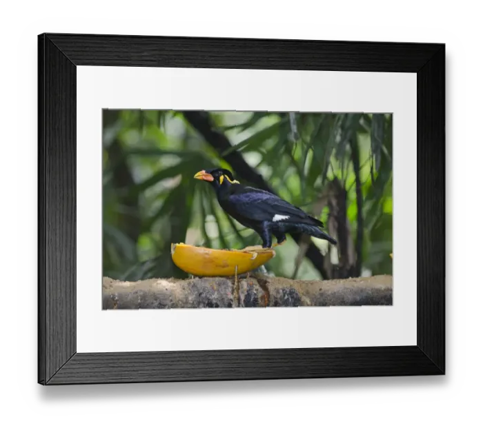 Framed Print : Common Hill Myna (Gracula religiosa intermedia) in captivity Framed Print : Common Hill Myna (Gracula religiosa intermedia) in captivity