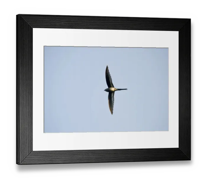 Framed Print : Moustached Tree-Swift Hemiprocne mystacea Varirata NP Papua New Guinea Framed Print : Moustached Tree-Swift Hemiprocne mystacea Varirata NP Papua New Guinea