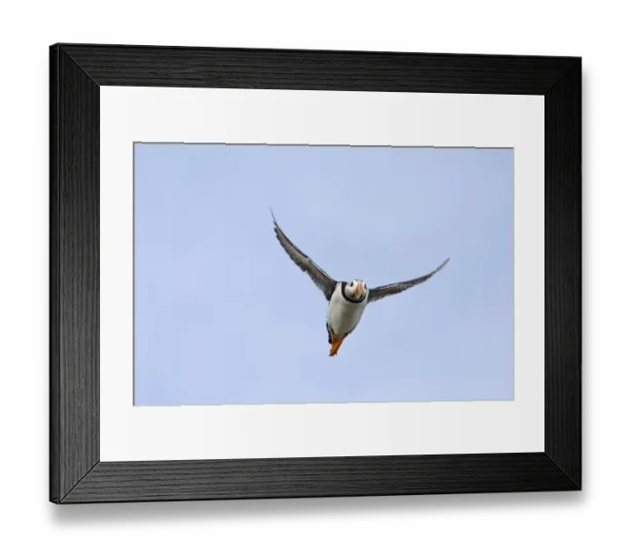 Framed Print : Puffin Fratercula arctica Farne Islands Northumberland July Framed Print : Puffin Fratercula arctica Farne Islands Northumberland July