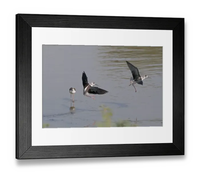 Framed Print : Black-winged Stilt Himantopus himantopus India November Framed Print : Black-winged Stilt Himantopus himantopus India November