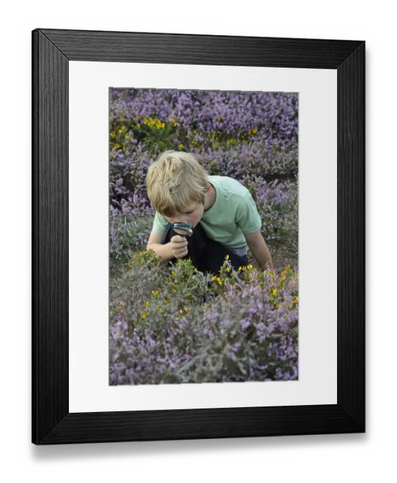 Framed Print : Young boy looking for insects with magnifying glass on heathland in summer Suffolk