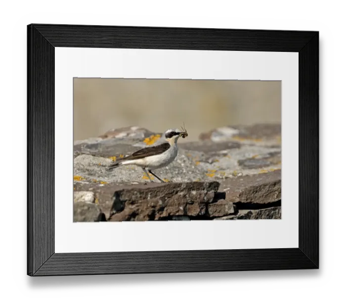 Framed Print : Northern Wheatear, Oenanthe oenanthe male Shetland June Framed Print : Northern Wheatear, Oenanthe oenanthe male Shetland June