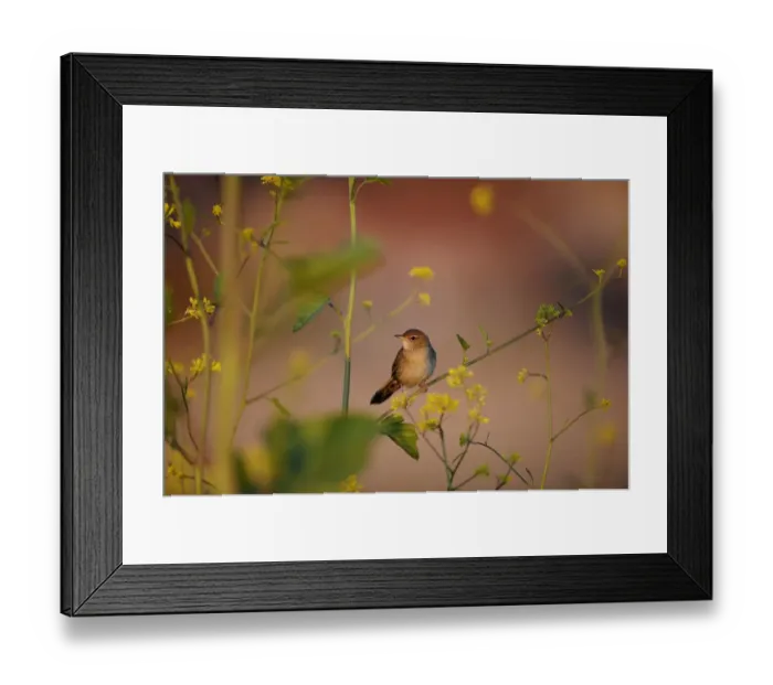 Framed Print : Grasshopper Warbler Locustella naevia Norfolk June Framed Print : Grasshopper Warbler Locustella naevia Norfolk June