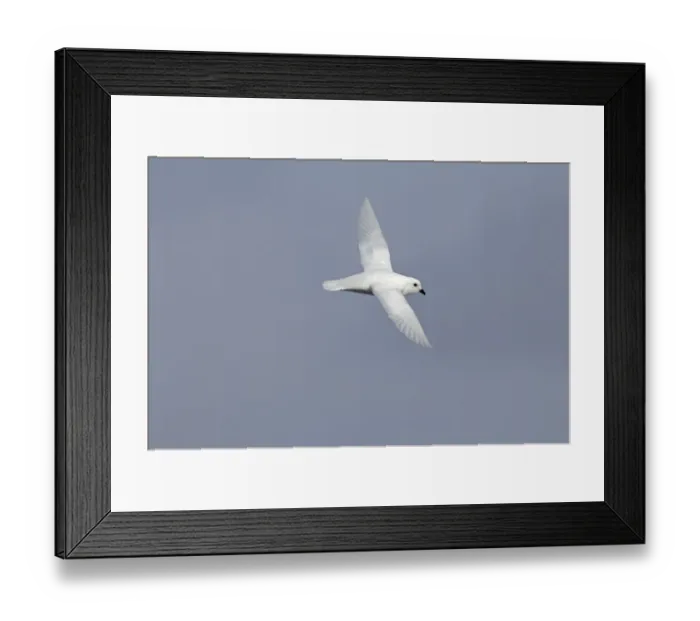 Framed Print : Snow Petrel Pagodroma nivea nivea Antarctic Peninsula Framed Print : Snow Petrel Pagodroma nivea nivea Antarctic Peninsula