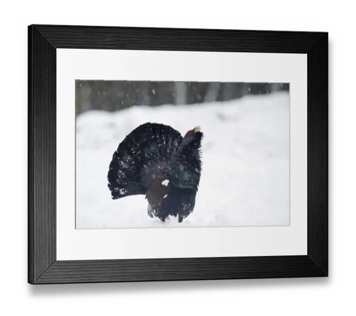 Framed Print : Capercailie Tetrao urogallus rogue male displaying Highlands Scotland February Framed Print : Capercailie Tetrao urogallus rogue male displaying Highlands Scotland February