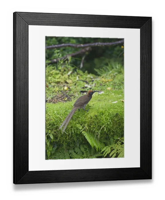 Framed Print : Brown Sicklebill Epimachus meyeri female Kumul Lodge Western Highlands Papua New Guinea