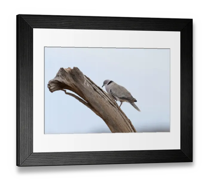 Framed Print : African Mourning Dove Streptopelia decipiens Kenya East Africa Framed Print : African Mourning Dove Streptopelia decipiens Kenya East Africa