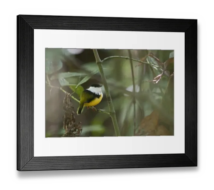 Framed Print : White-collared Manakin Manacus candei displaying at lek La Selva Costa Rica