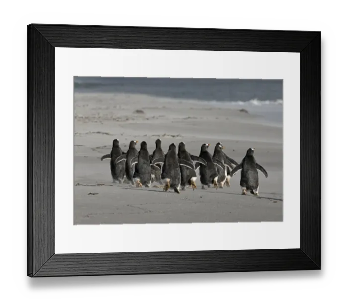Framed Print : Gentoo Penguins Pygoscelis papua Sea Lion Island Falklands Framed Print : Gentoo Penguins Pygoscelis papua Sea Lion Island Falklands