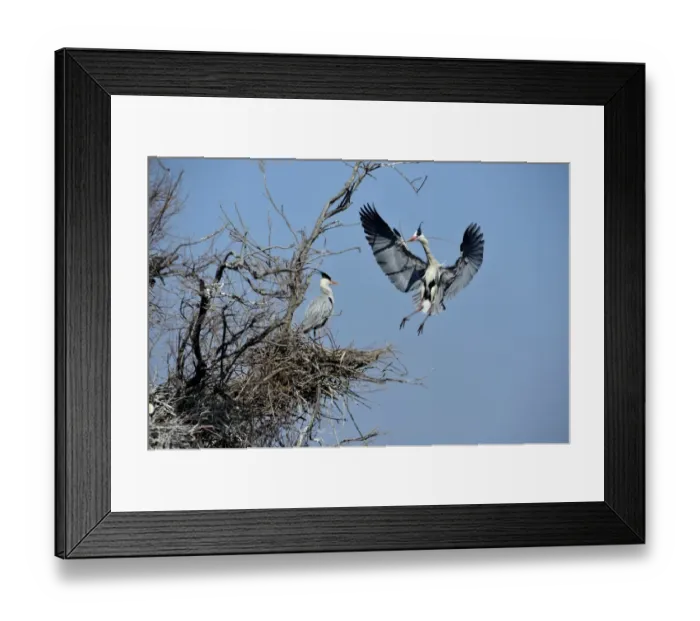 Framed Print : Grey Heron Ardea cinerea bringing stick to nest Norfolk UK Framed Print : Grey Heron Ardea cinerea bringing stick to nest Norfolk UK