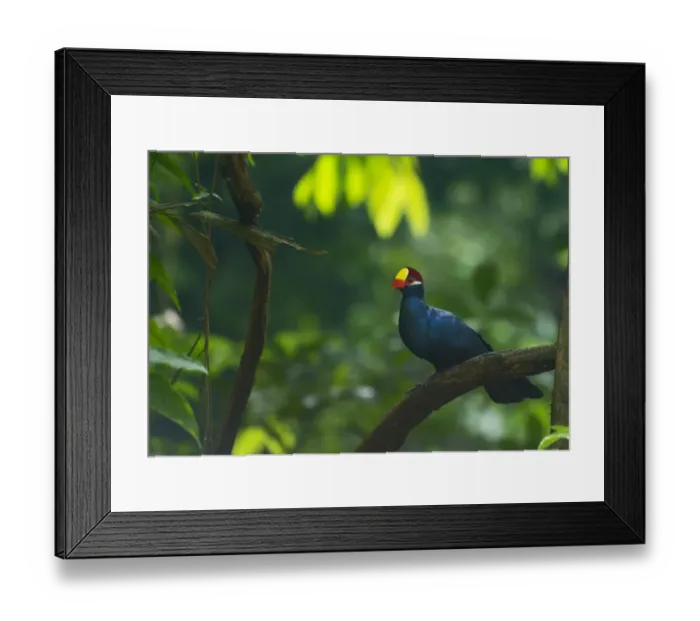 Framed Print : Violet Turaco Musophaga violacea Gambia West Africa Framed Print : Violet Turaco Musophaga violacea Gambia West Africa