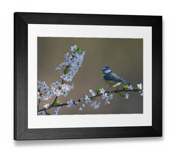 Framed Print : Blue Tit Parus caeruleus on Blackthorn blossom in spring Norfolk