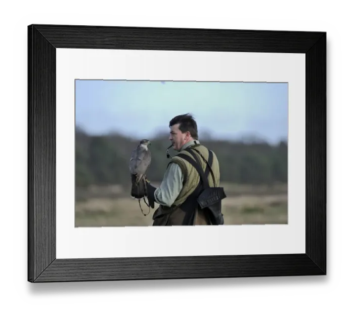 Framed Print : Hawking with Northern Goshawk Norfolk winter Framed Print : Hawking with Northern Goshawk Norfolk winter