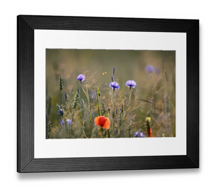 Framed Print : Cornflowers Centaurea cyanus growing in meadow sown on a farm meadow under stewardship Framed Print : Cornflowers Centaurea cyanus growing in meadow sown on a farm meadow under stewardship