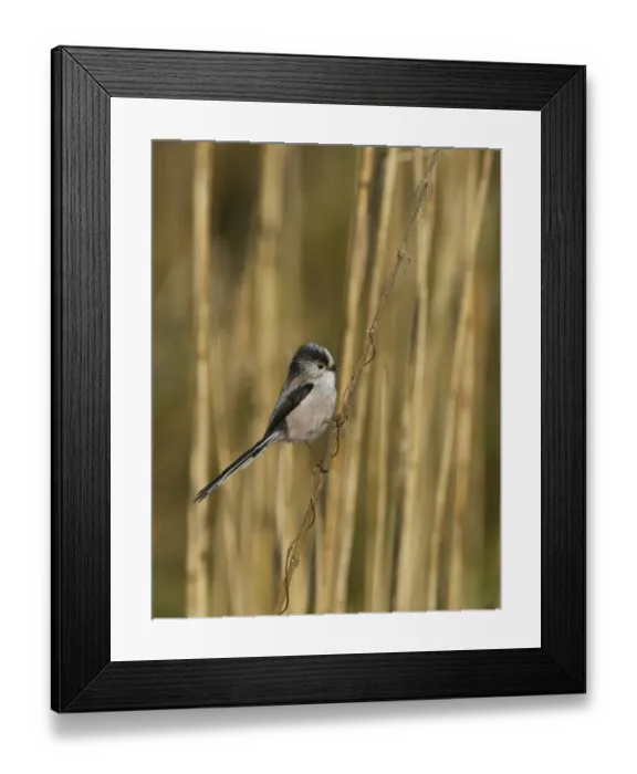 Framed Print : Long-tailed Tit Aegithalos caudatus Norfolk spring Framed Print : Long-tailed Tit Aegithalos caudatus Norfolk spring