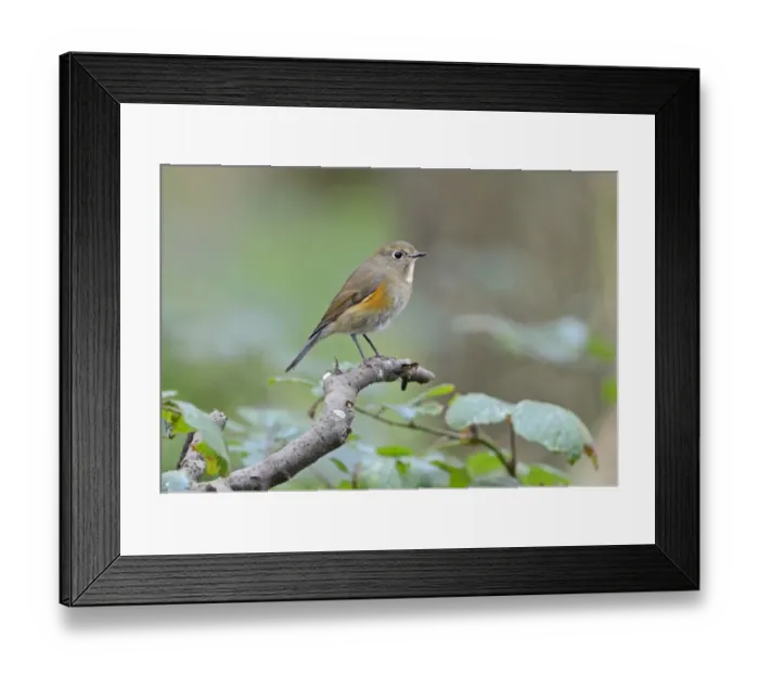 Framed Print : Red-flanked Bluetail (Tarsiger cyanurus), 1 st winter Stiffkey Norfolk October 2012 Framed Print : Red-flanked Bluetail (Tarsiger cyanurus), 1 st winter Stiffkey Norfolk October 2012