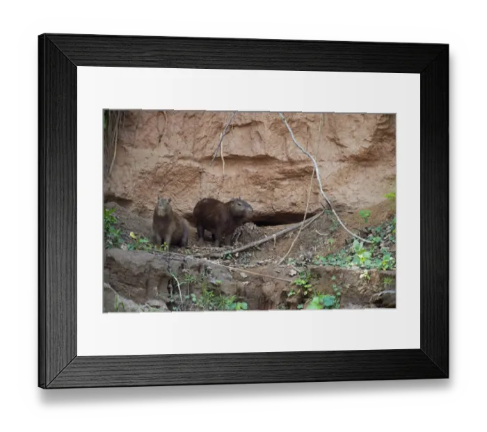 Framed Print : Capybara Hydrochaeris hydrochaeris at clay lick on river bank Tambopata Amazon Peru Framed Print : Capybara Hydrochaeris hydrochaeris at clay lick on river bank Tambopata Amazon Peru