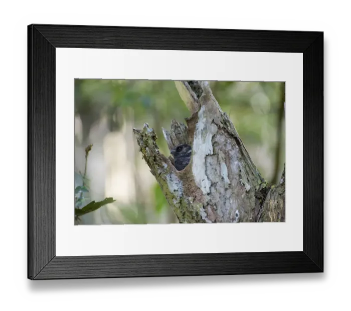 Framed Print : Barred Owlet-Nightjar Aegotheles bennettii poking head out of roost tree Varirata Framed Print : Barred Owlet-Nightjar Aegotheles bennettii poking head out of roost tree Varirata