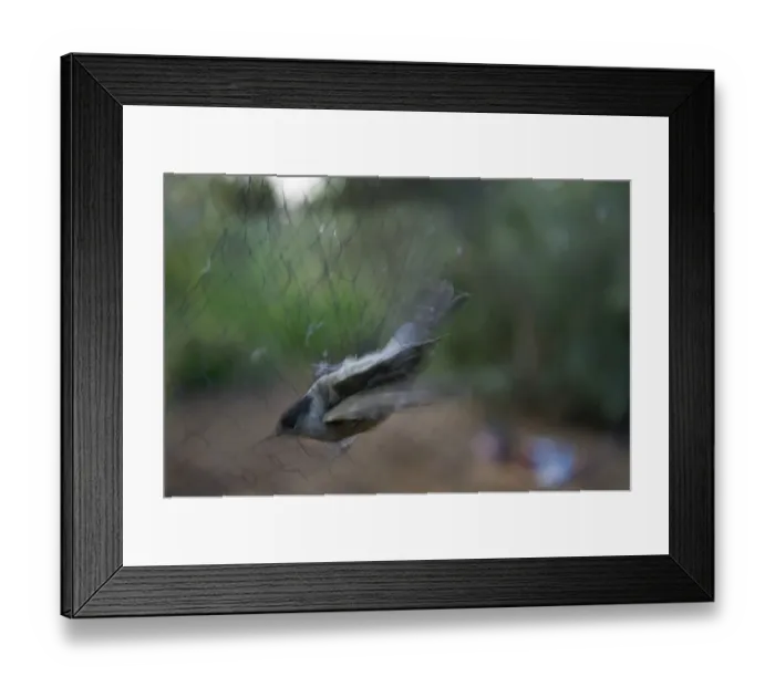 Framed Print : Blackacap Sylvia atricapilla caught in trappers illegal mist net Cyprus autumn Framed Print : Blackacap Sylvia atricapilla caught in trappers illegal mist net Cyprus autumn