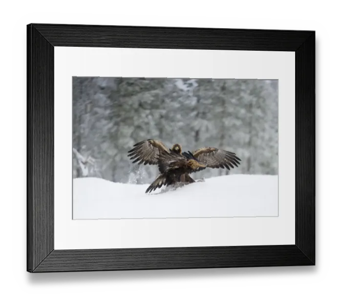 Framed Print : Golden Eagles Aquila chrysaetos fighting over food Finland winter Framed Print : Golden Eagles Aquila chrysaetos fighting over food Finland winter