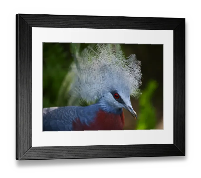 Framed Print : Southern Crowned Pigeon (Goura scheepmakeri) New Guinea (captive) Framed Print : Southern Crowned Pigeon (Goura scheepmakeri) New Guinea (captive)