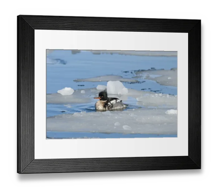 Framed Print : 003997 Framed Print : 003997
