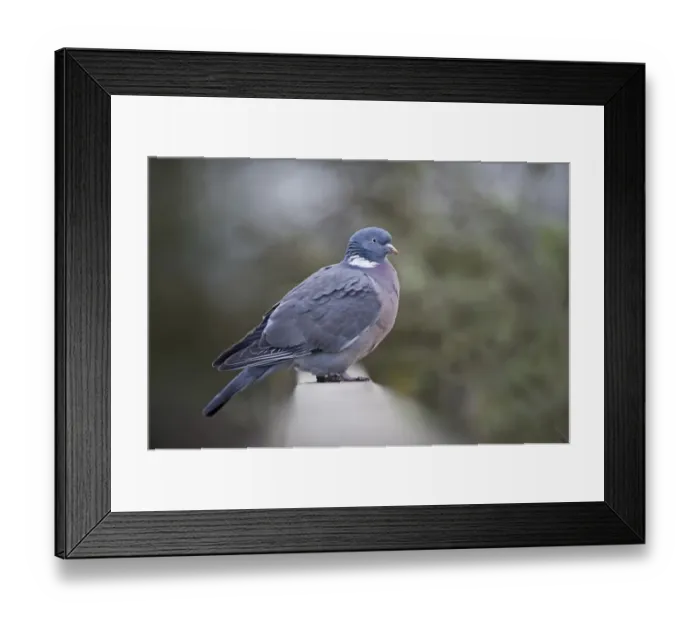 Framed Print : Wood Pigeon Columba palumbus Norfolk winter Framed Print : Wood Pigeon Columba palumbus Norfolk winter