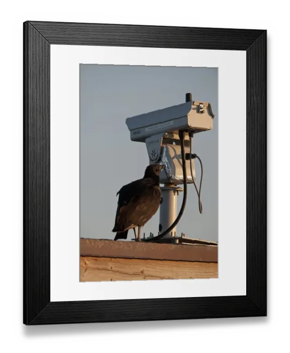 Framed Print : Black Vulture Coragyps atratus Florida Everglades Framed Print : Black Vulture Coragyps atratus Florida Everglades