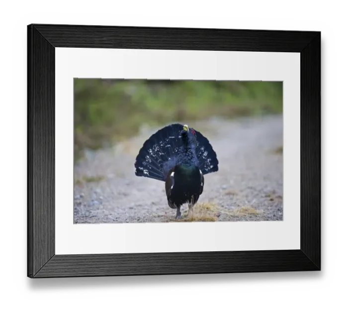 Framed Print : Capercailie Tetrao urogallus rogue male displaying Highlands Scotland February Framed Print : Capercailie Tetrao urogallus rogue male displaying Highlands Scotland February