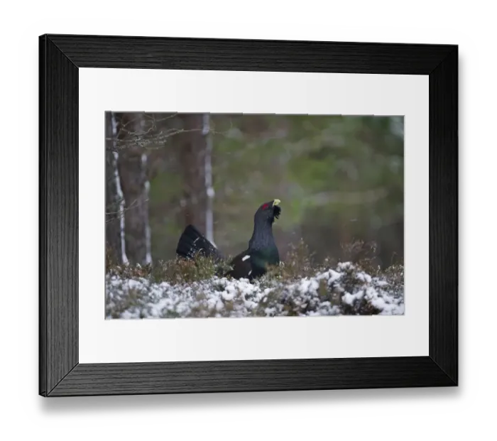 Framed Print : Capercailie Tetrao urogallus rogue male displaying Highlands Scotland February Framed Print : Capercailie Tetrao urogallus rogue male displaying Highlands Scotland February